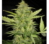 Супер Сканк (Foto. Fem.) 1 шт. / Super Skunk 2022